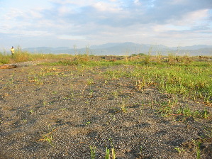 洪水被害を受けた農地