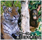 キャンペーン